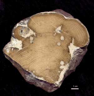Stromatopore du Jurassique supérieur de Bure